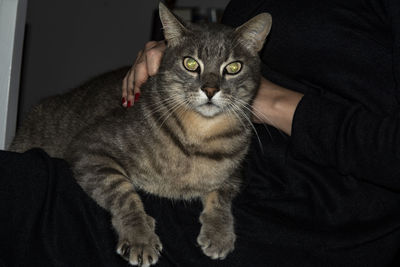 Portrait of cat relaxing at home