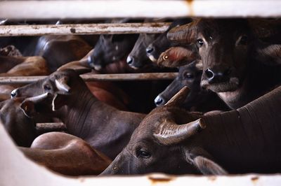 Close-up of cow