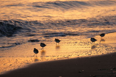 Seagulls on beach during sunset