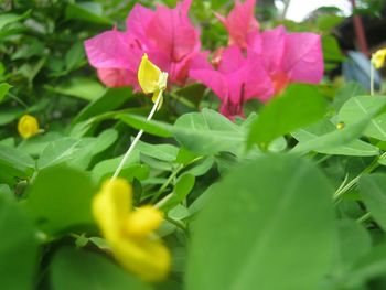 Close-up of flowers