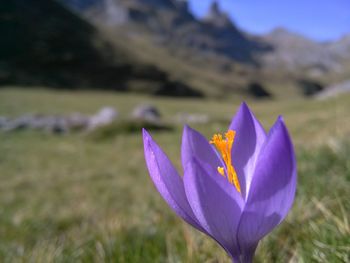 Close-up of purple flower blooming in field