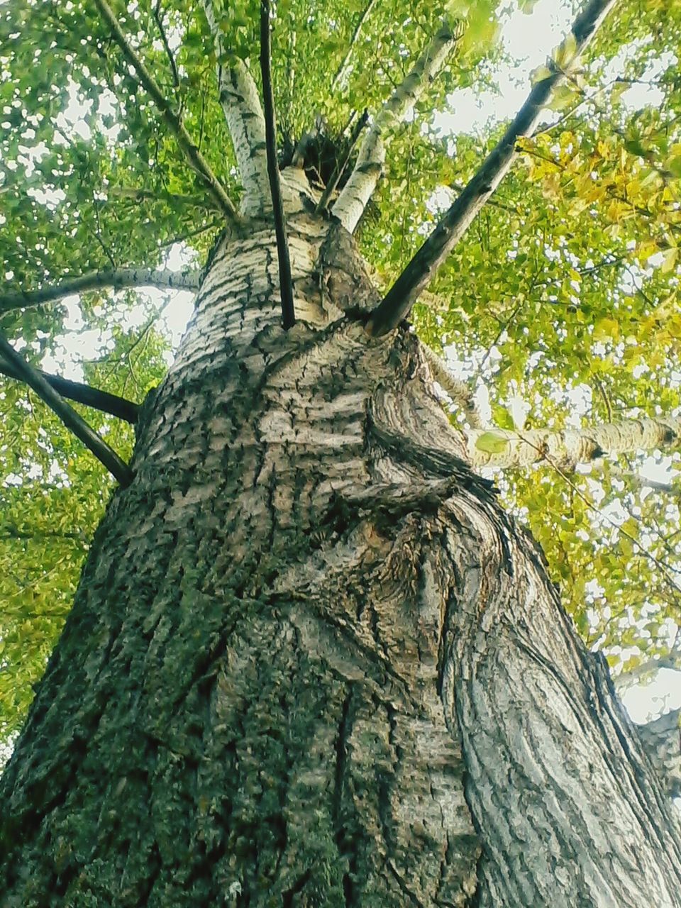 tree, tree trunk, low angle view, branch, growth, forest, wood - material, bark, nature, textured, tranquility, day, outdoors, woodland, green color, plant bark, no people, beauty in nature, sunlight, rough