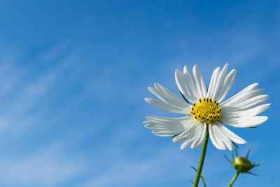 Close-up of white cosmos flower blooming against blue sky