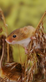 Close-up of an animal