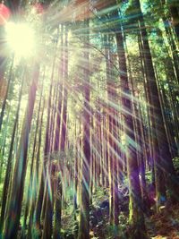 Sun shining through trees