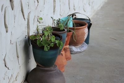 Close-up of potted plant