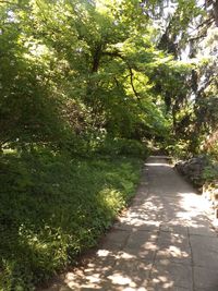 Footpath amidst trees