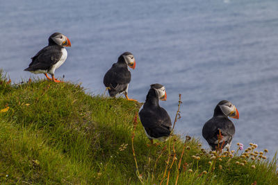 A group of puffins are sitting in the meadow at látrabjarg a coast of the westfjords in iceland
