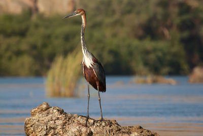 Bird perching on rock by lake