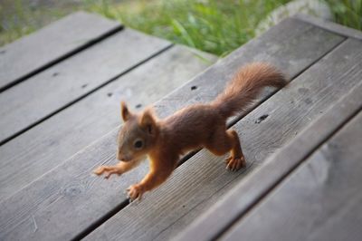 High angle view of squirrel on wood