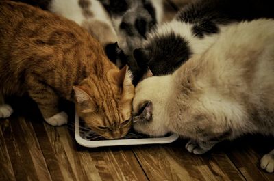 Close-up of cats sleeping