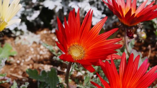 Close-up of red orange flower
