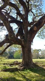 Trees on field