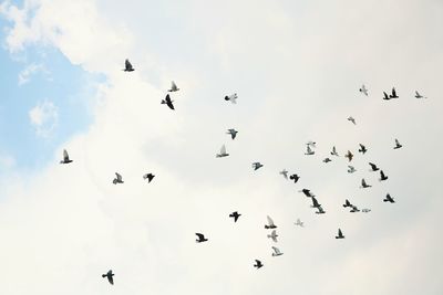 Low angle view of birds flying in sky