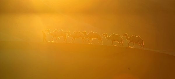 Herder with camels on sand dune in desert