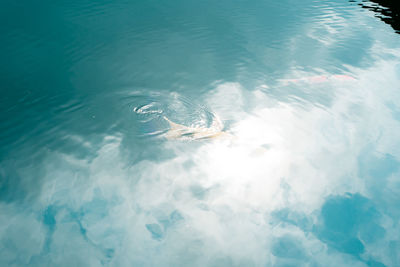 High angle view of turtle swimming in sea