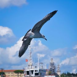 Low angle view of seagull flying against sky