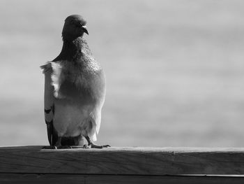 Close-up of bird perching