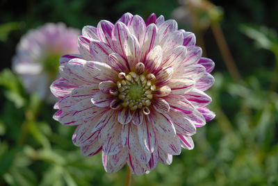 Close-up of pink flower