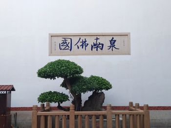 Close-up of potted plant against trees