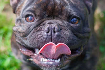 Portrait of english bulldog sticking out tongue
