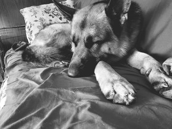 Close-up of dog sleeping on bed