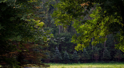 Trees in forest during autumn