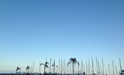 Palm trees on beach against clear blue sky