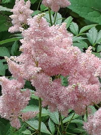 Pink flowers blooming outdoors