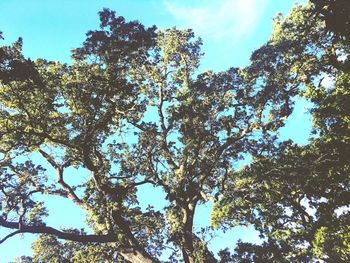 Low angle view of trees against sky