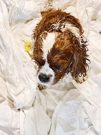 Close-up of dog on bed