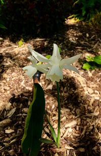 Plant growing outdoors