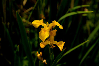 Close-up of yellow flowering plant on field