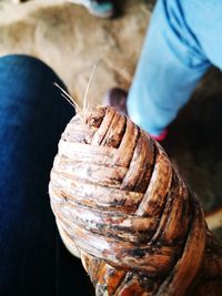 Close-up of hand holding shell