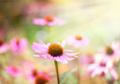 Close-up of pink flowering plant