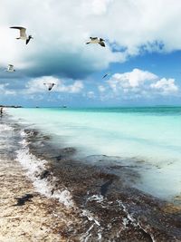 Seagulls flying over sea against sky