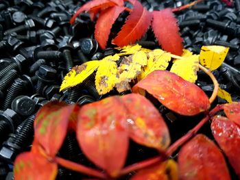 Close up of leaves