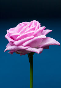 Close-up of pink rose flower