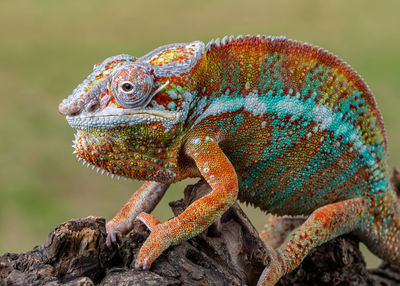 Close-up of lizard