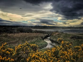 Scenic view of flowering plants on land against sky