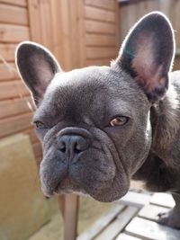 Close-up portrait of dog