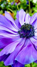 Close-up of fresh purple flower blooming outdoors