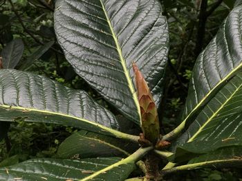 Close-up of fresh green leaves on field