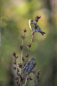 Bird perching on a plant