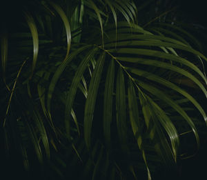 Close-up of palm tree leaves