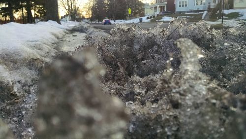 Close-up of snow on tree during winter