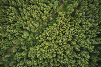 High angle view of plants growing in forest