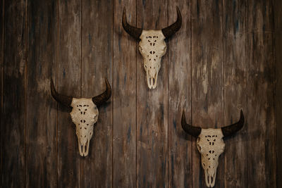 Close-up of animal skull hanging on wooden wall