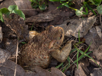 Close-up of frog on field