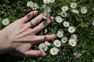 Midsection of person holding daisy on field